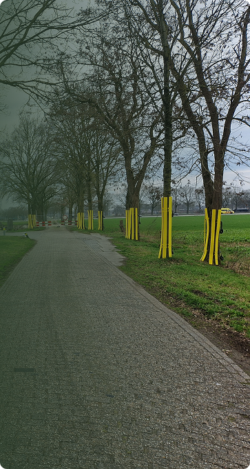 Boombescherming Nederland